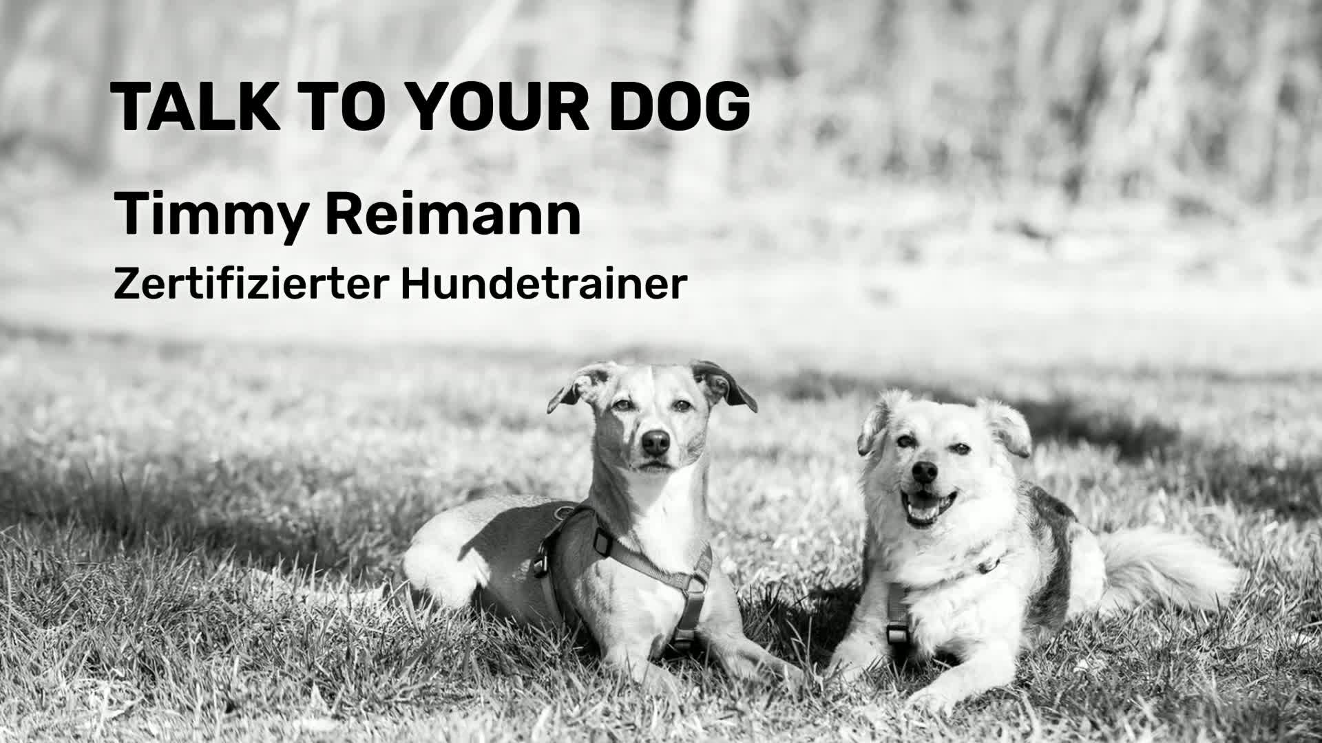 Timmy Reimann  TALK TO YOUR DOG  mobile Hundeschule