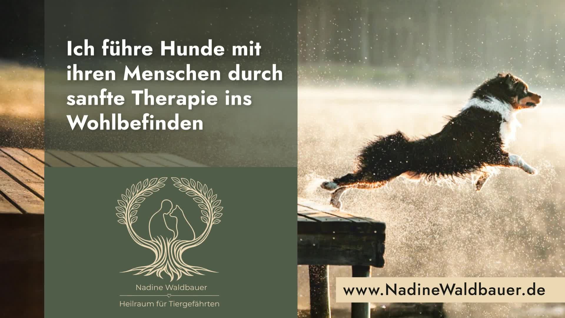 Nadine Waldbauer / Kleintierosteopathie  / Hundephysiotherapie